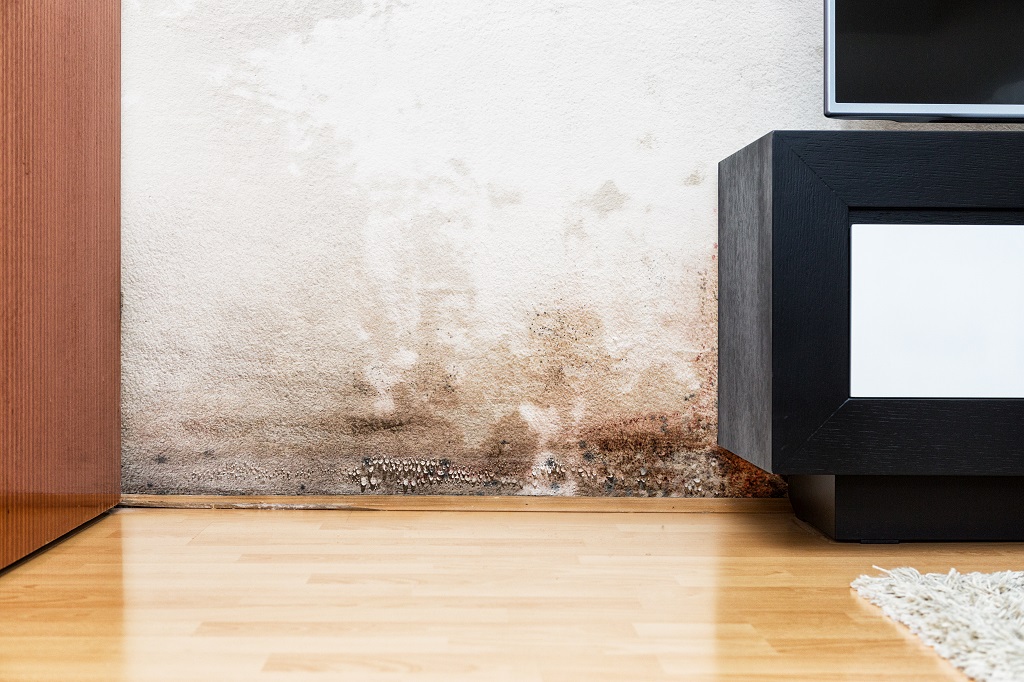 12 Different Types Of Mold Found In Houses 12 Different Types Of Mold Found In Houses